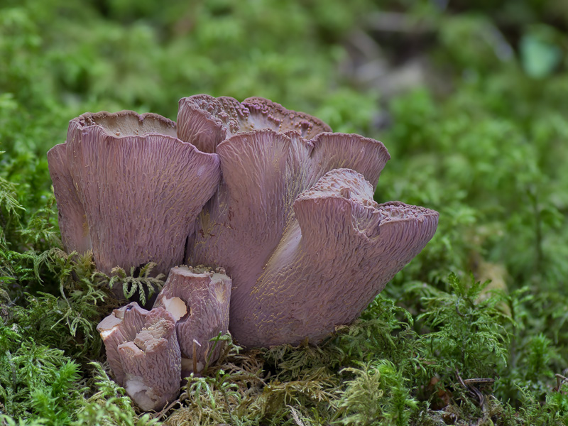 Gomphus clavatus